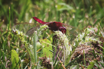 Close-up of insect on plant at field