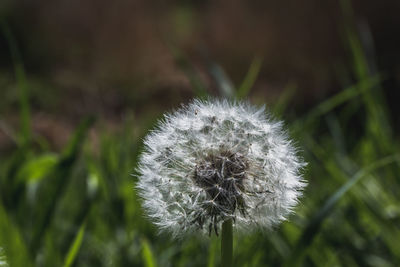 Close-up of dandelion flower