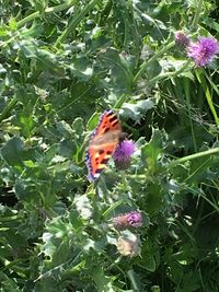 Close-up of butterfly on flower