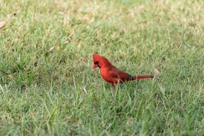 Side view of a bird on field