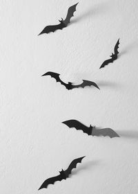 Low angle view of bats flying against white background