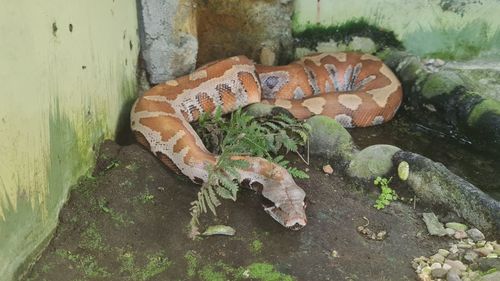 High angle view of lizard on land