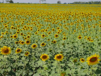 Scenic view of sunflower field