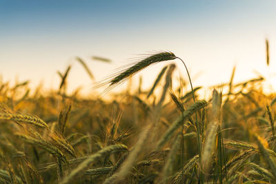 Close-up of stalks in field against sky