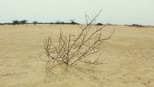 Bare tree on field against sky