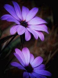 Close-up of purple flowers blooming outdoors