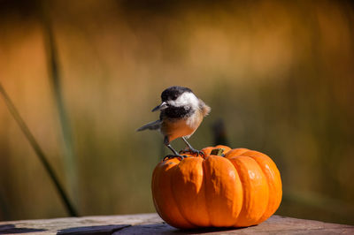 Black-headed chickadee on a pumpkin in autumn