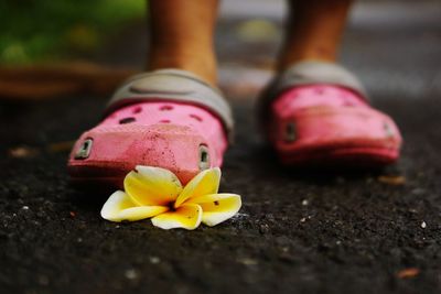 Low section of person over frangipani flower on road