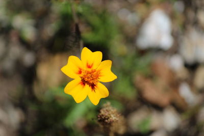 Close-up of yellow flowering plant