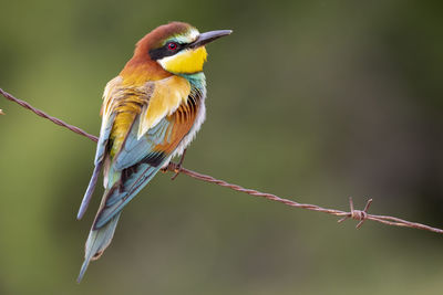 An individual european bee eater (merops apiaster) perched on a barbed wire. horizontal shot on an unfocused background.