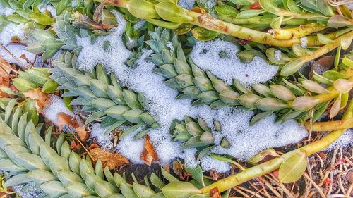 High angle view of crab on plant