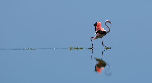 Full length of flamingo on lake