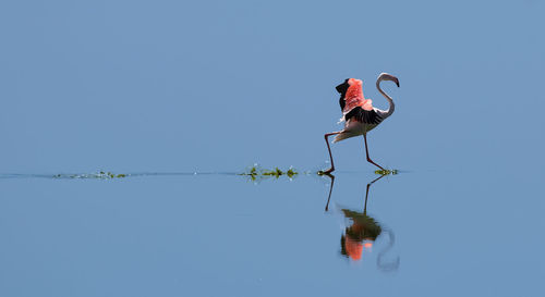 Low angle view of birds against clear blue sky