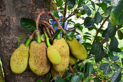 Close-up of fruits growing on tree