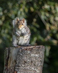 Grey squirrel on tree stump