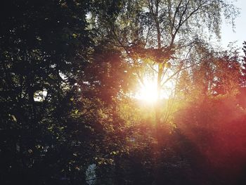 Sun shining through trees during sunset