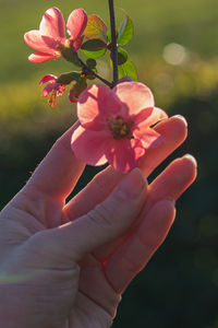 Close-up of hand holding pink flowers
