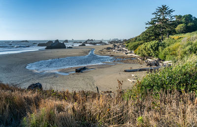 A scenic view of harris state park in brookings, oregon.