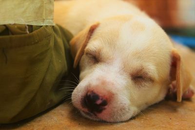 Close-up of a dog sleeping