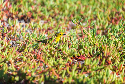 High angle view of bird on field