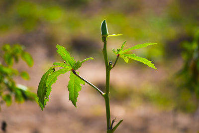 Close-up of fresh green plant