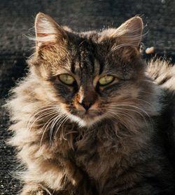 Close-up portrait of cat