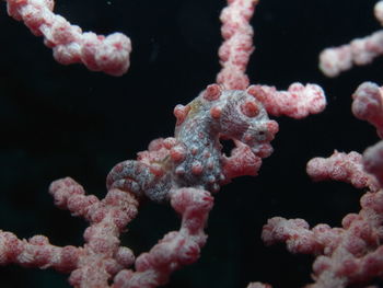 Close-up of jellyfish in sea