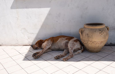 Cat lying on tiled floor