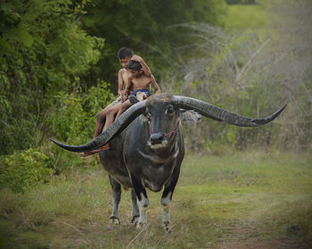 Full length of a horse on field