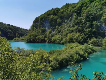 Scenic view of lake in forest against sky