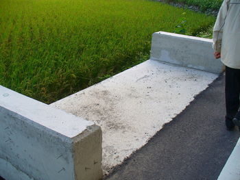 Grass growing in lawn