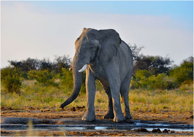 View of elephant on land against sky