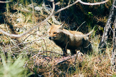 View of lion in forest