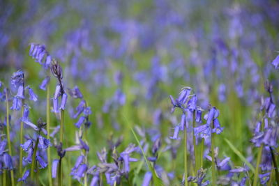 Close-up of purple lavender flowers on field