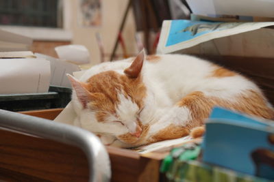 Cat resting on table