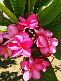 Close-up of pink flowers blooming outdoors