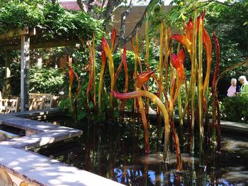 Plants growing in water