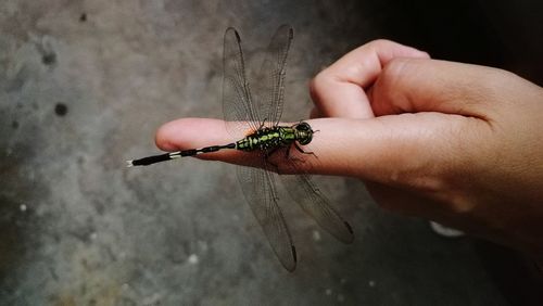 Close-up of hand holding insect