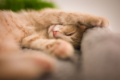 Close-up of cat sleeping