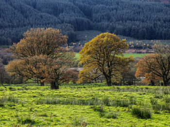 Plants growing in forest during autumn