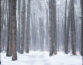 Pine trees in forest during winter