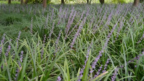 Close-up of plants growing on field