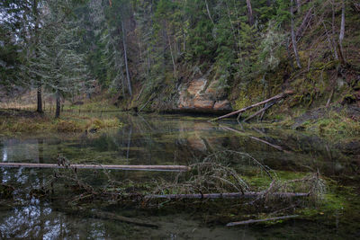 View of waterfall in forest