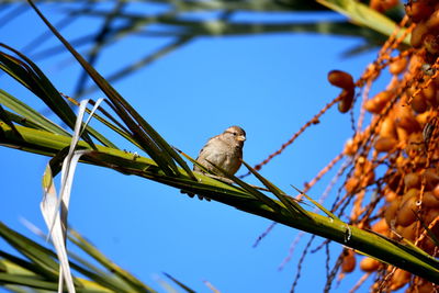 Low angle view of bird perching on branch against blue sky