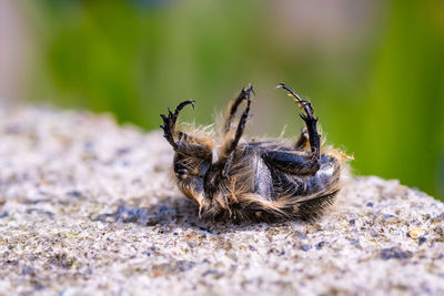 Close-up of spider