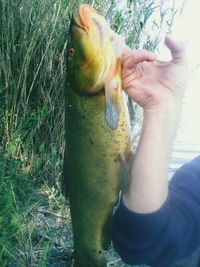 Close-up of hand holding fish