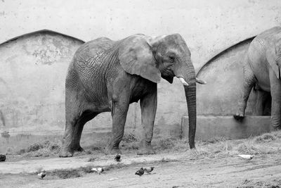 Elephants against wall at zoo