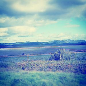 Scenic view of field against sky