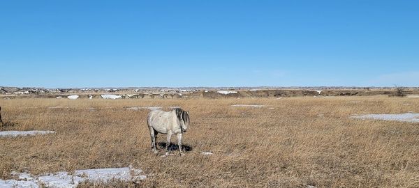 Horses grazing on field against clear blue sky