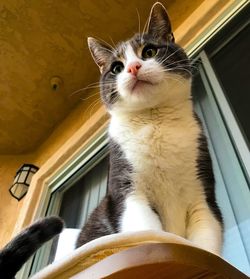 Close-up of cat looking at window